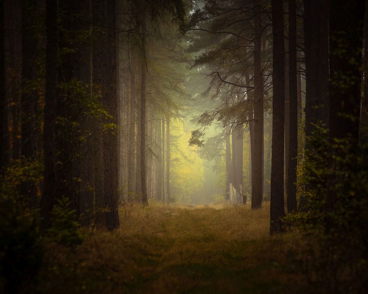 forest,road,trees,nature,autumn,sunlight,morning,nikon,mist,landscape,, Krzysztof Tollas