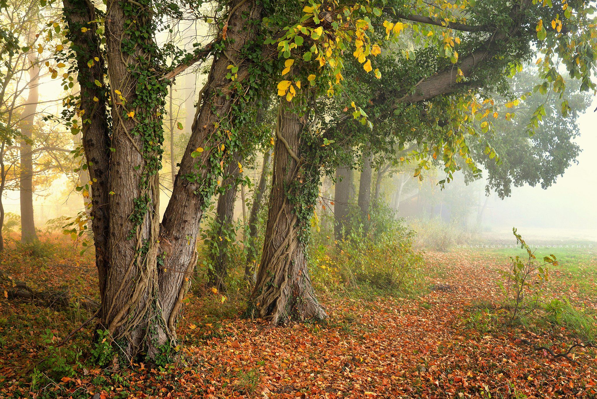 деревья trees autumn fall magic mist dranikowski drzewa fog jesien nikon, Radoslaw Dranikowski