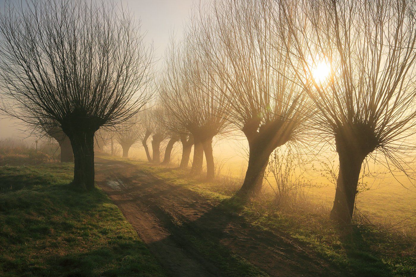 light, sun, sunrise, morning, mist, mood, willows, road, trees, autumn,, Jacek Lisiewicz