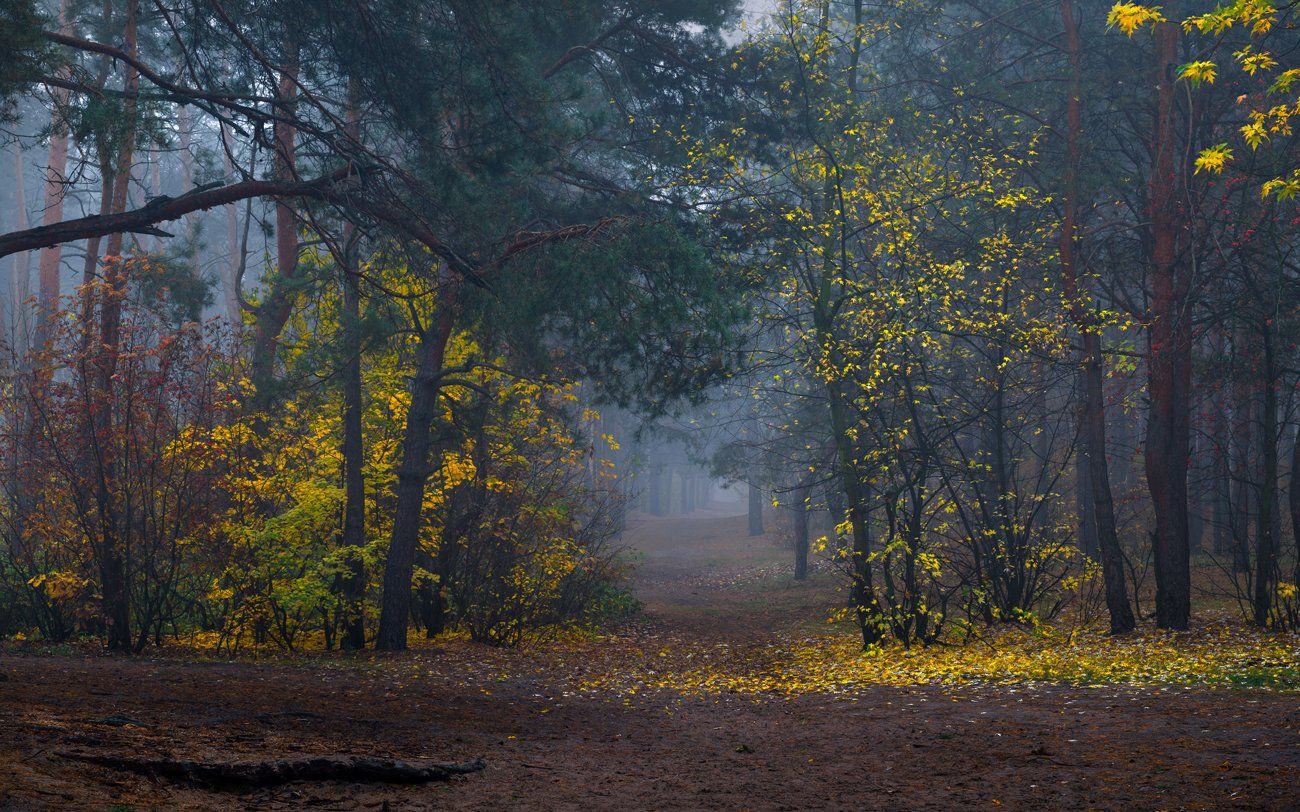 осень, лес, октябрь, сумерки, туман, Галанзовская Оксана