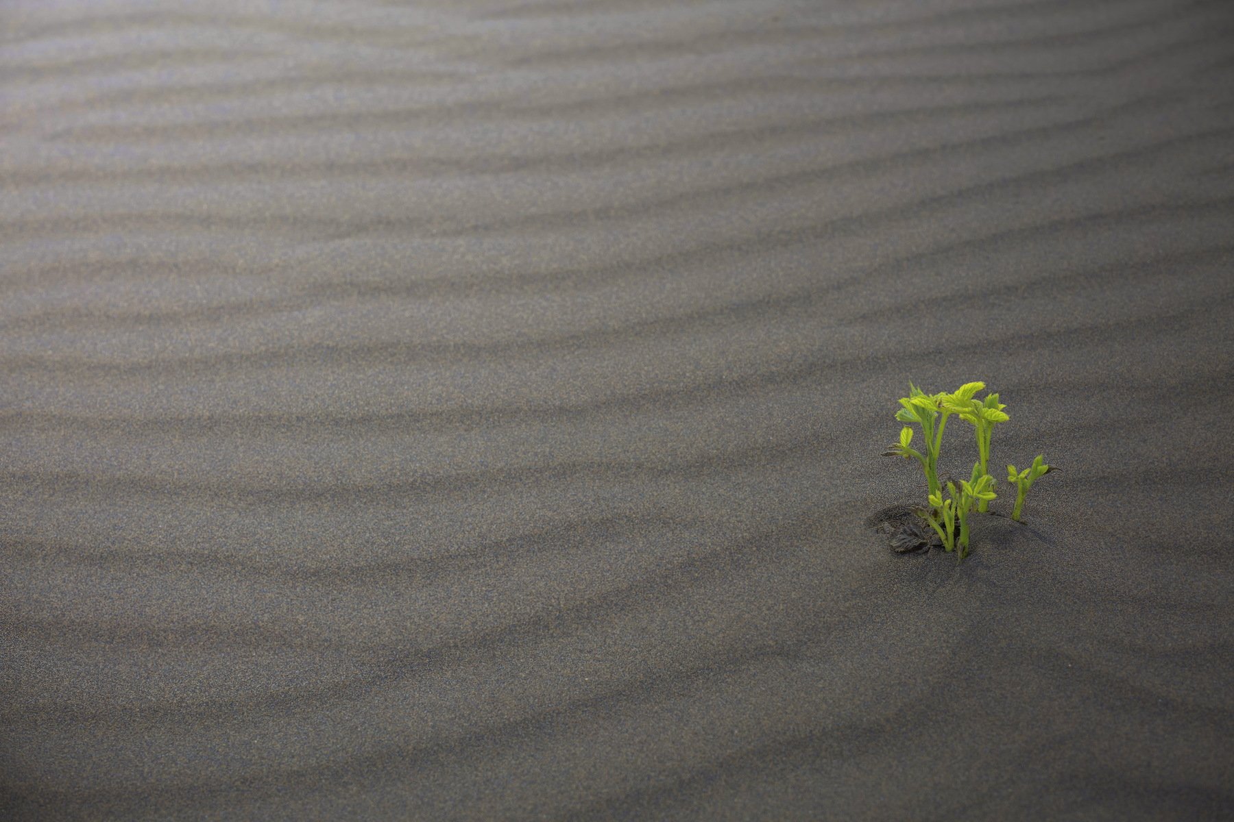 дюны растение жизнь сила, Aleksandr Karyagin