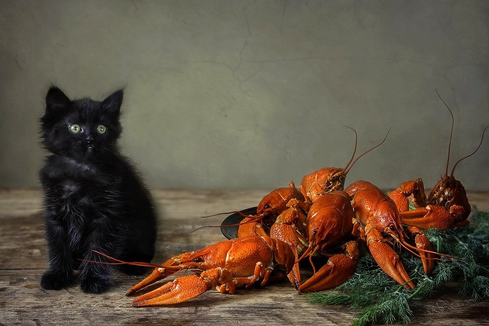 животные, домашние животные, кошки, котята, натюрморт, раки, маленький черный котенок, Ирина Приходько