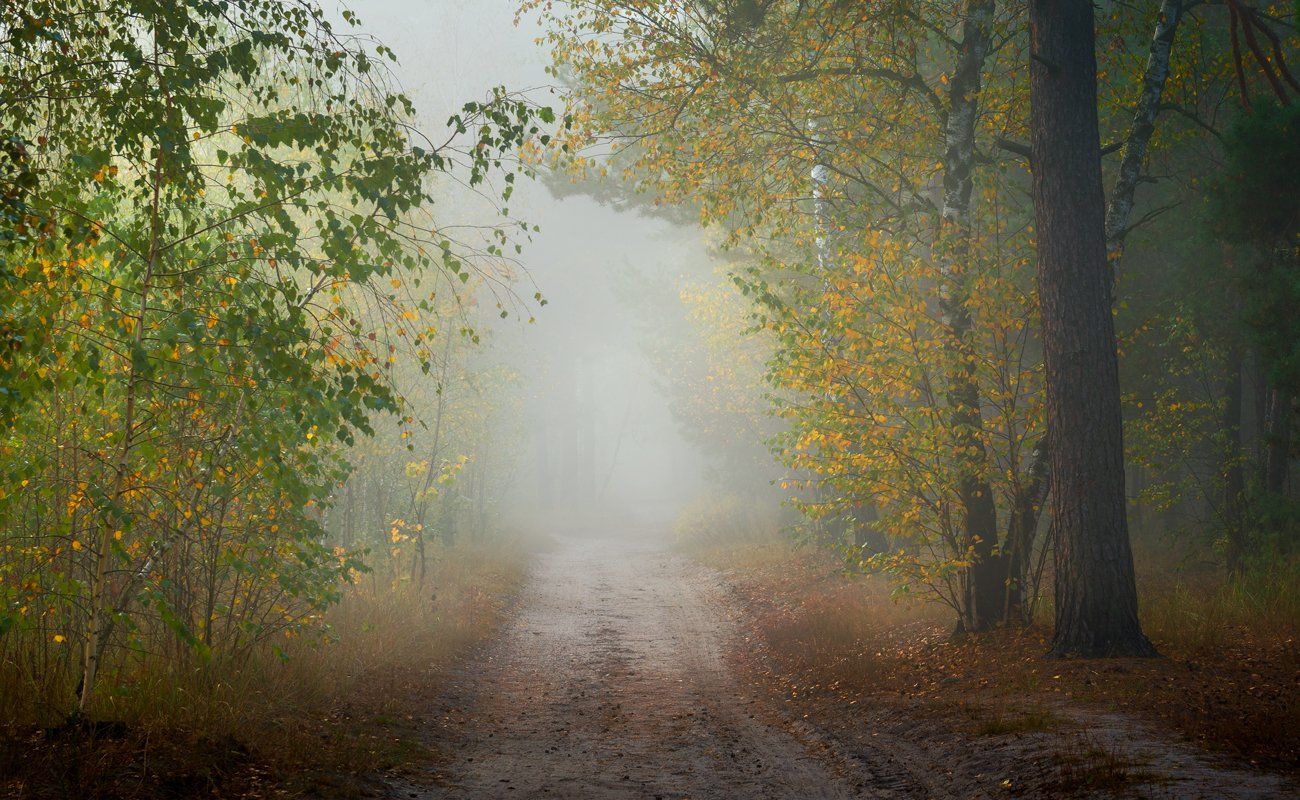 лес, осень, октябрь, утро, рассвет, туман, Галанзовская Оксана