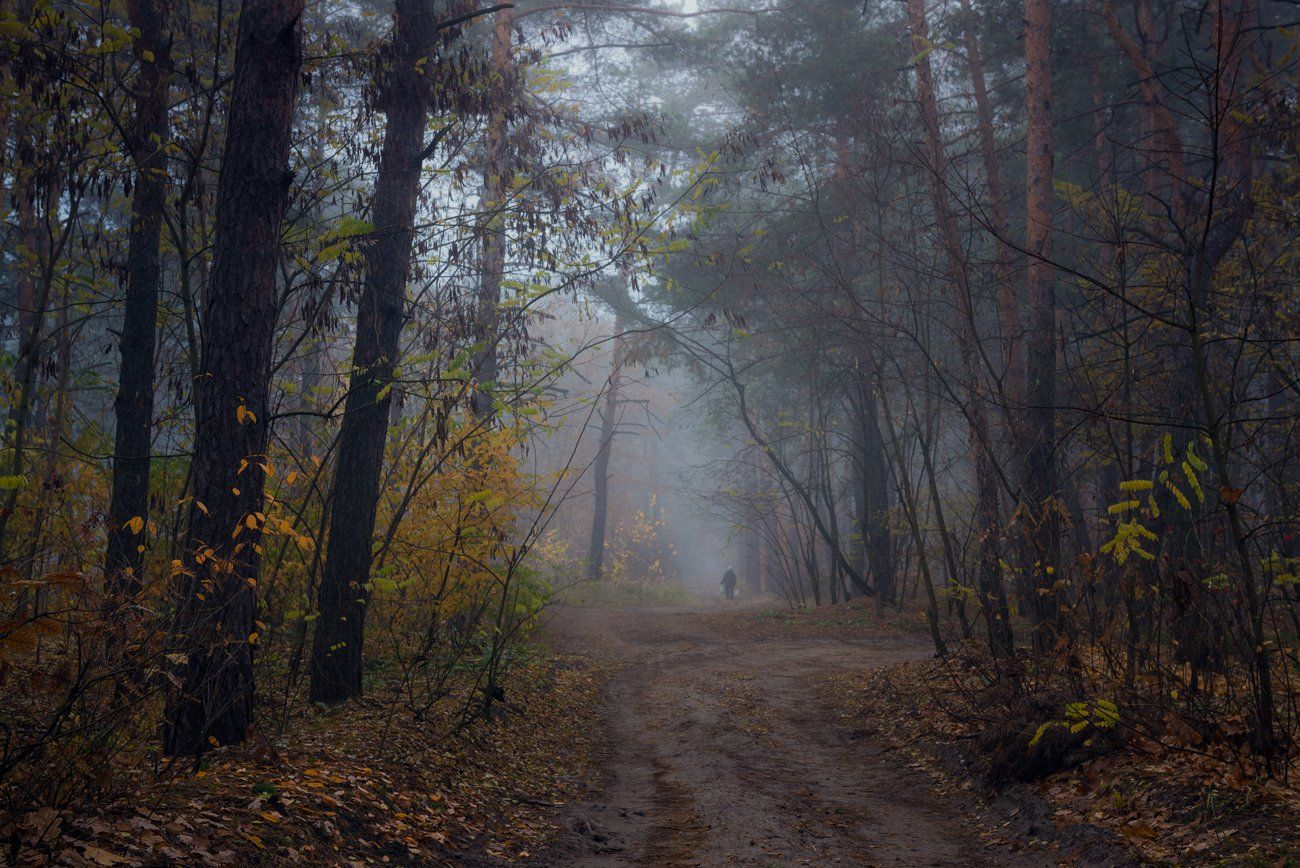 лес, осень, ноябрь, сумерки, туман, Галанзовская Оксана