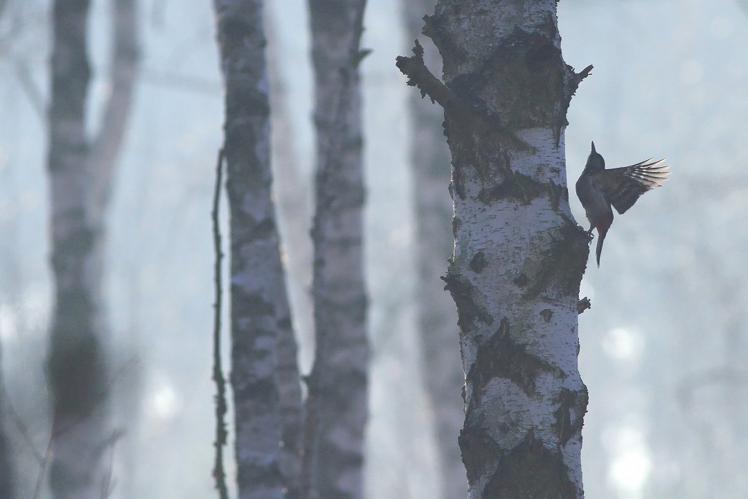 bird,mist,morning,wildlife,nature,beautiful,scene,woods,forest,wood,scenery,spring,wild,beauty,birds,light,dawn, Piotr Górny