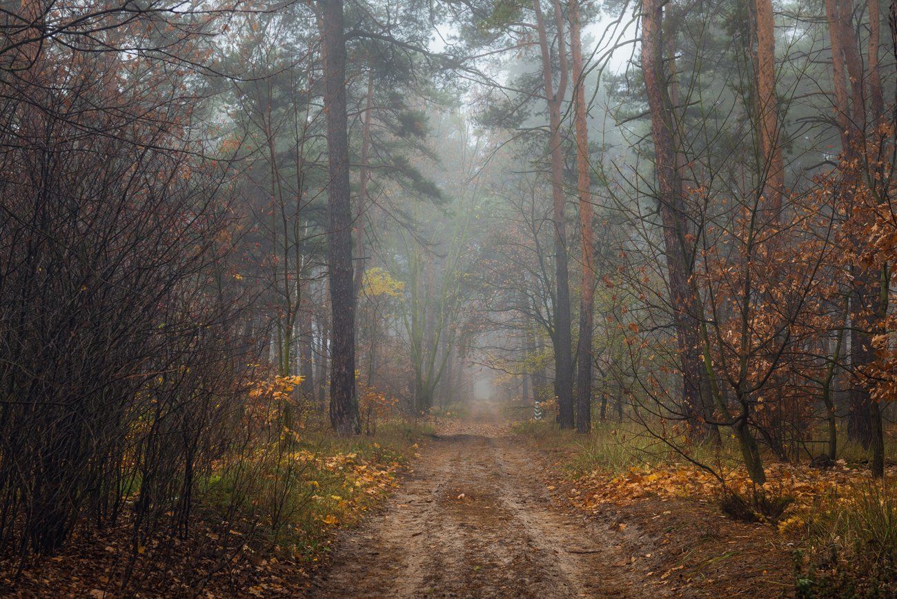 осень, лес, ноябрь, туман, сырость, Галанзовская Оксана