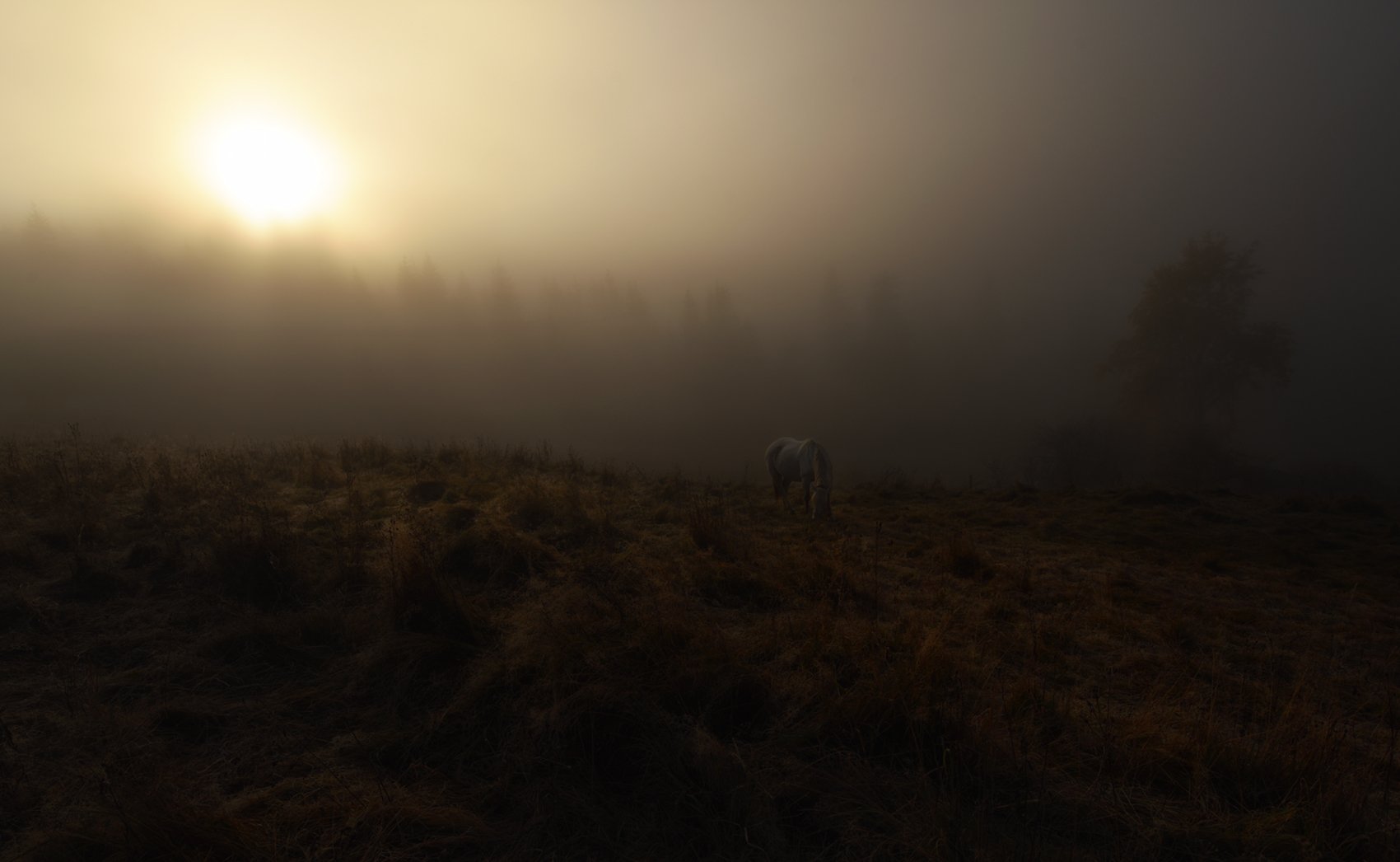 горы, осень, утро, туман, лошадка, Вьюшкин Игорь