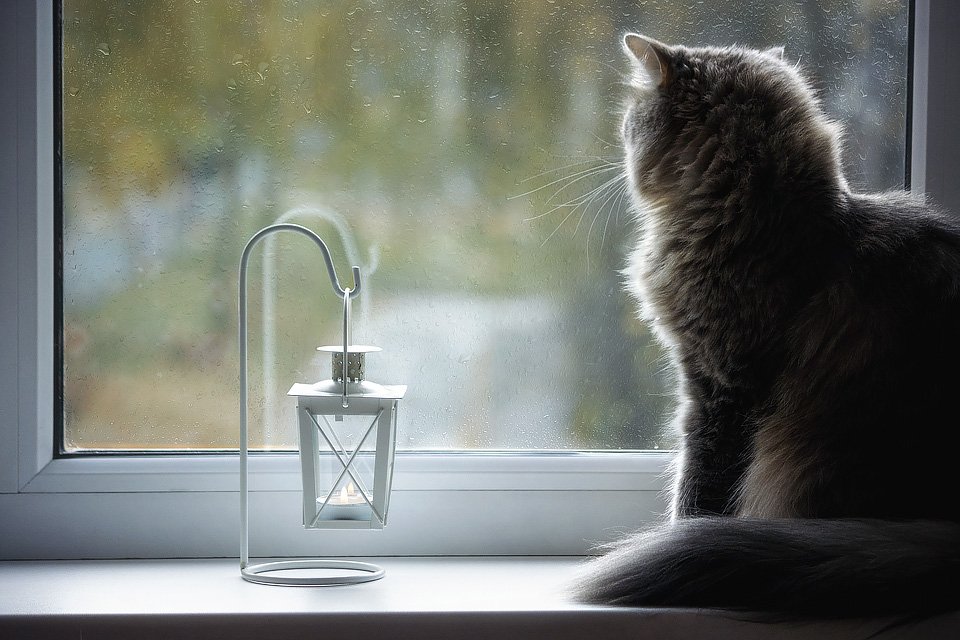 домашние животные, кошки, дом, окно, осень, дождь, кошка Масяня, Ирина Приходько