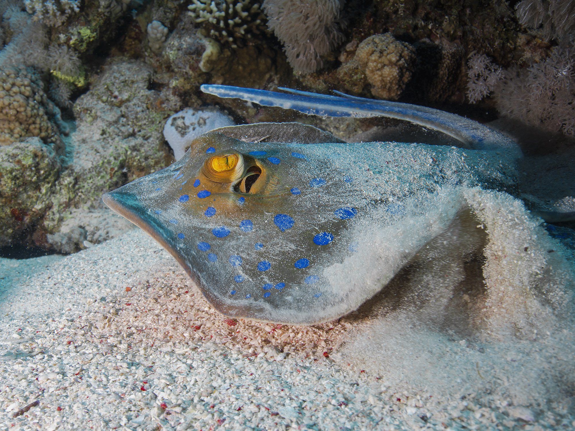 bluespotted ray, Tanass