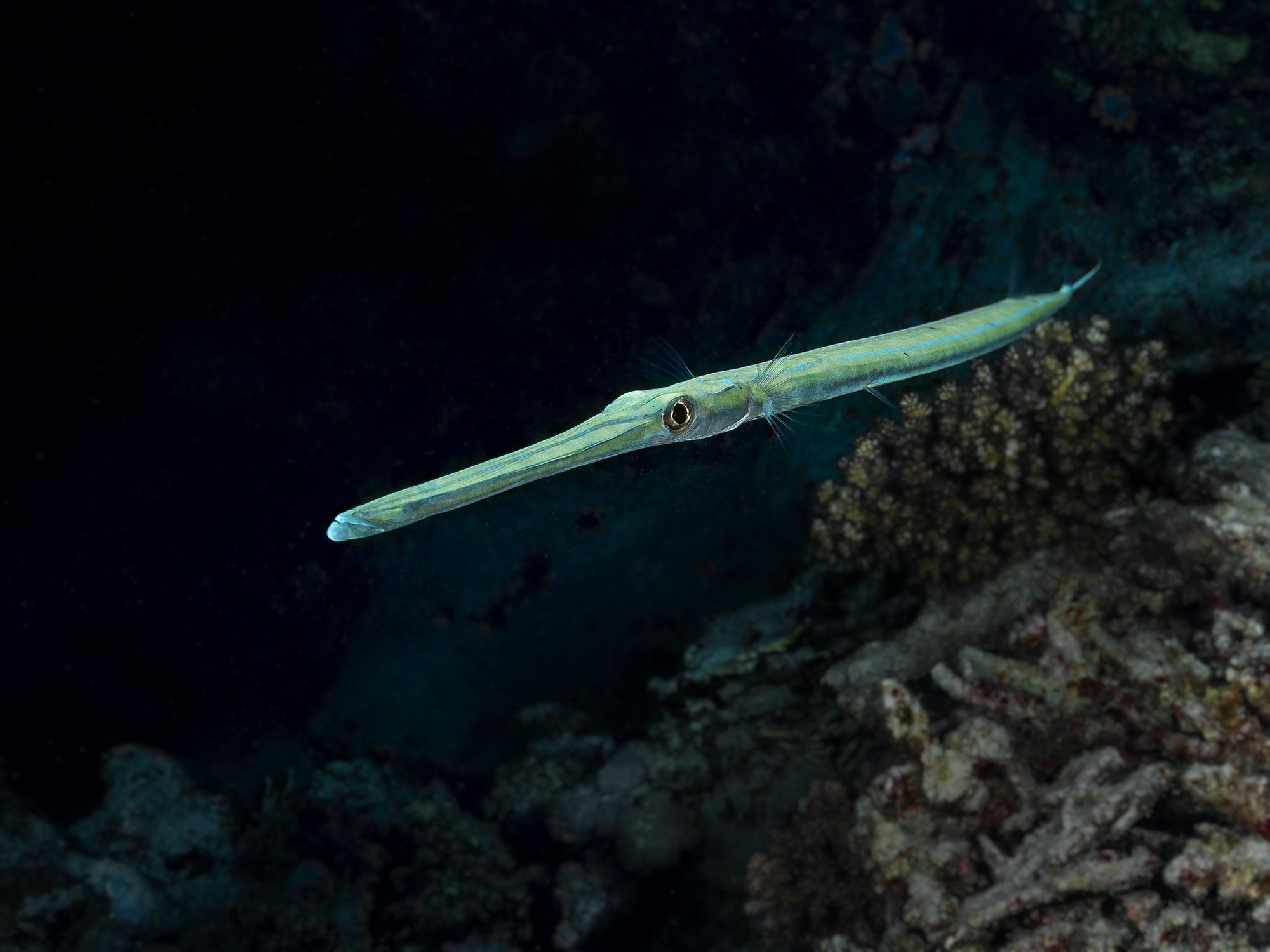 trumpet fish, Tanass