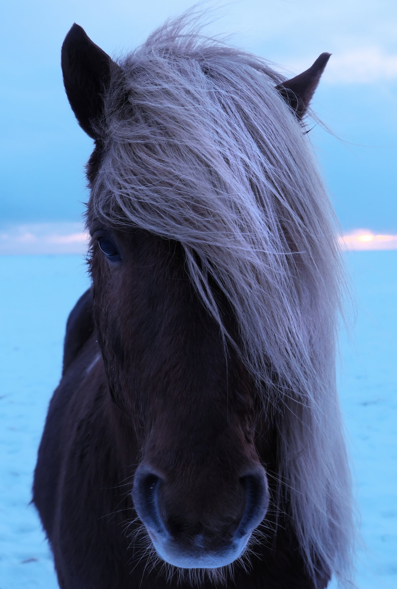 портрет, лошадь, север, арктика, исландия, portrait, horse, north, arctic, iceland, Serg Pechenizhskiy