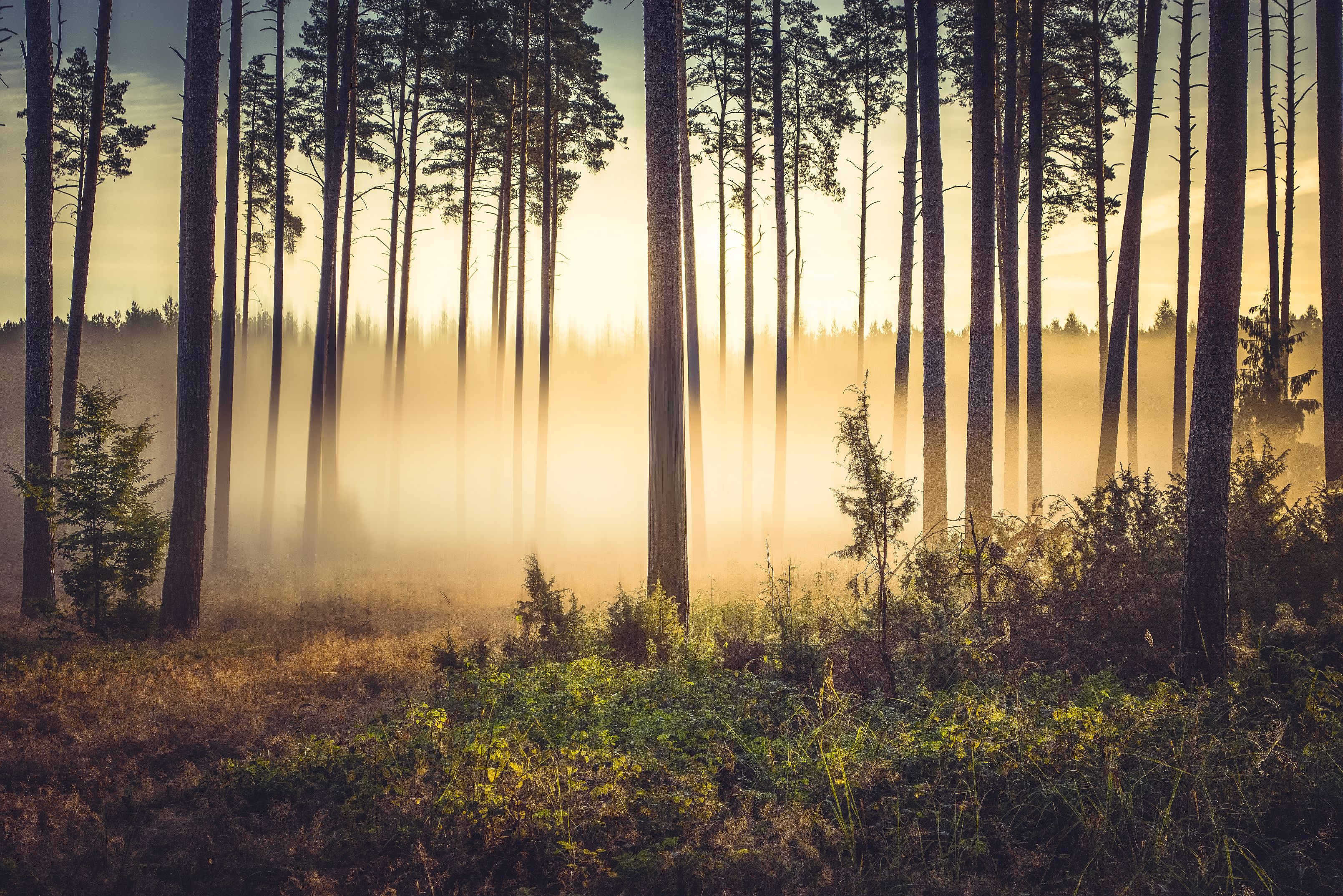 fog,forest,nature,landscape,sunlight,sky,mist,trees,dawn,, Krzysztof Tollas