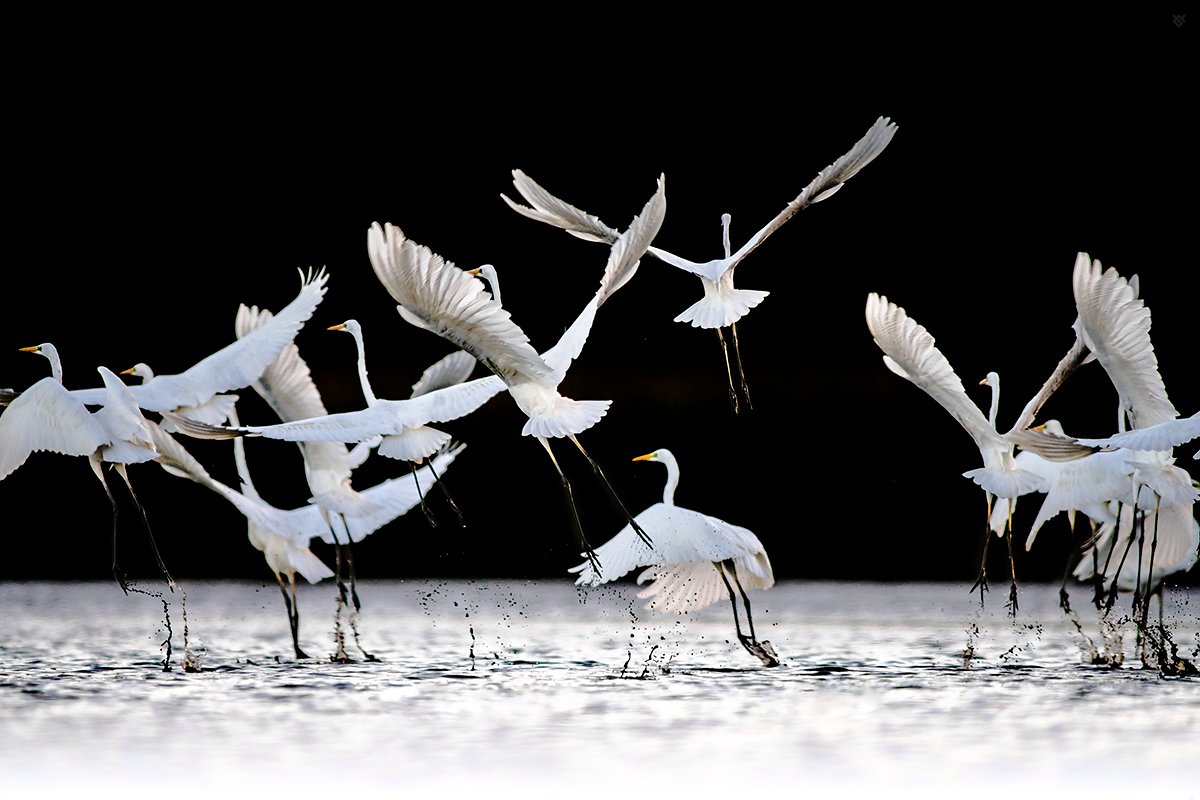 white,heron,birds,wildlife,, Wojciech Grzanka
