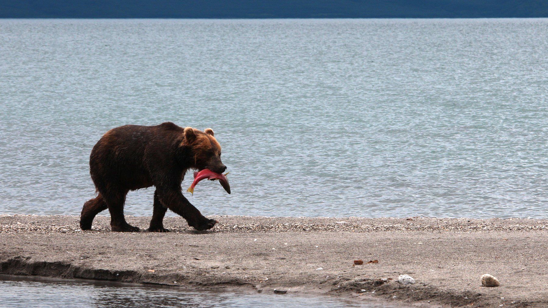 медведь, бурый медведь, камчатка, курильское озеро, Артем Картавцов