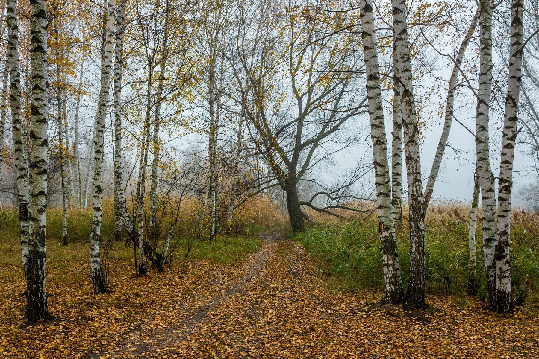 осень, туман, берёзы, Руслан Востриков