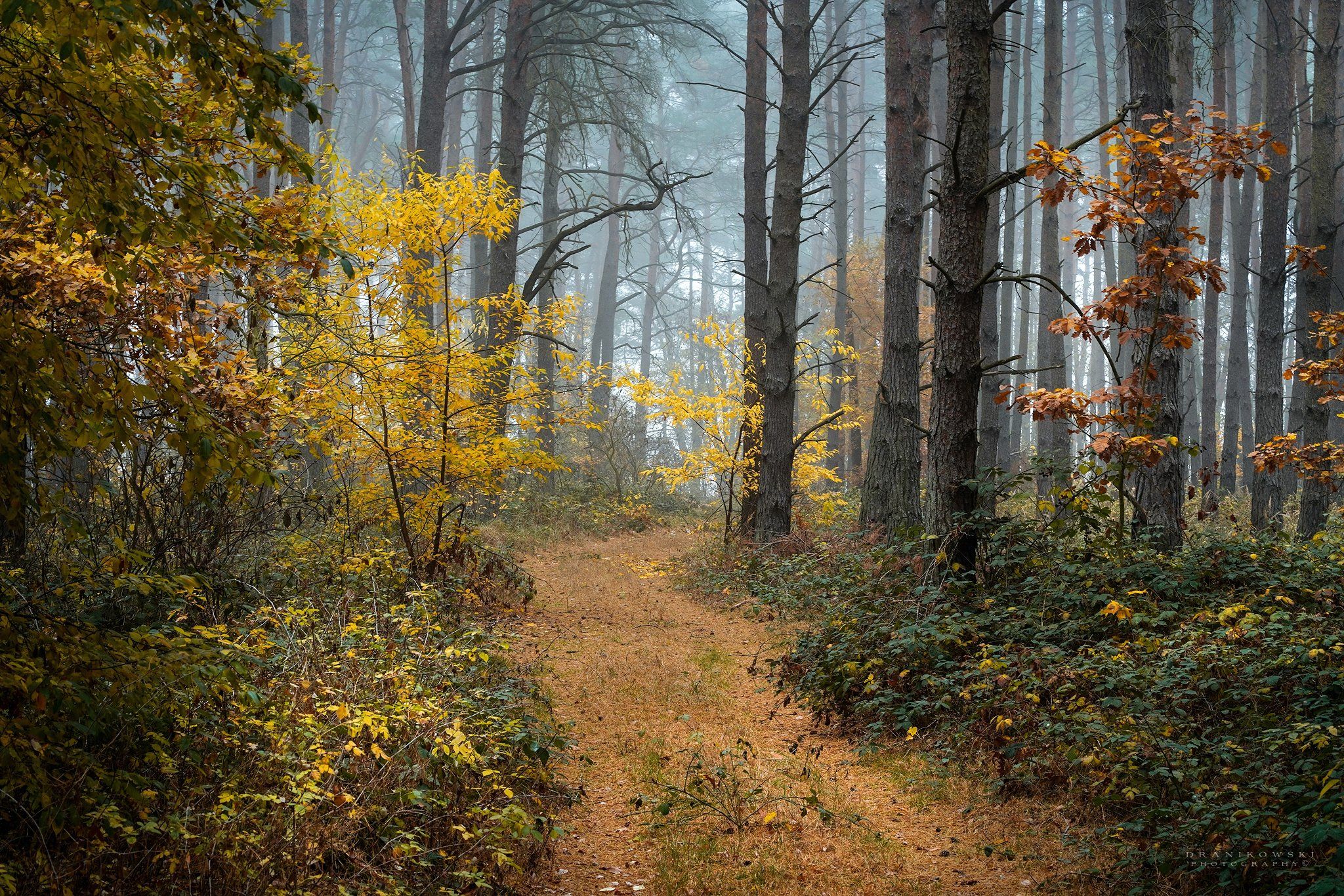 walk forest autumn trees fall magic mist foggy path dranikowski road, Radoslaw Dranikowski