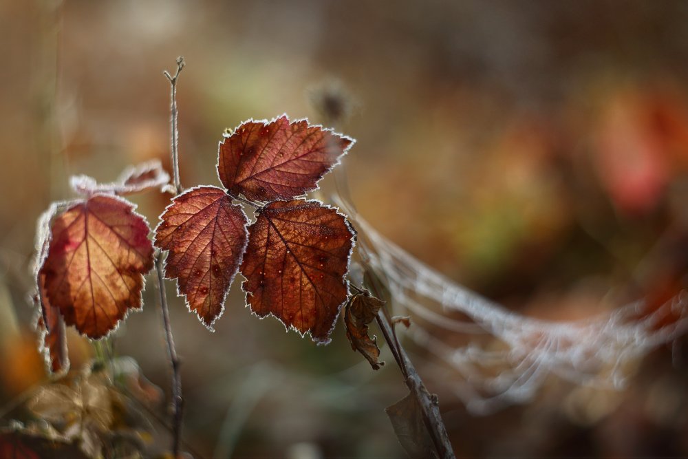 осень, иней, мороз, листья, утро, Петриченко Валерий