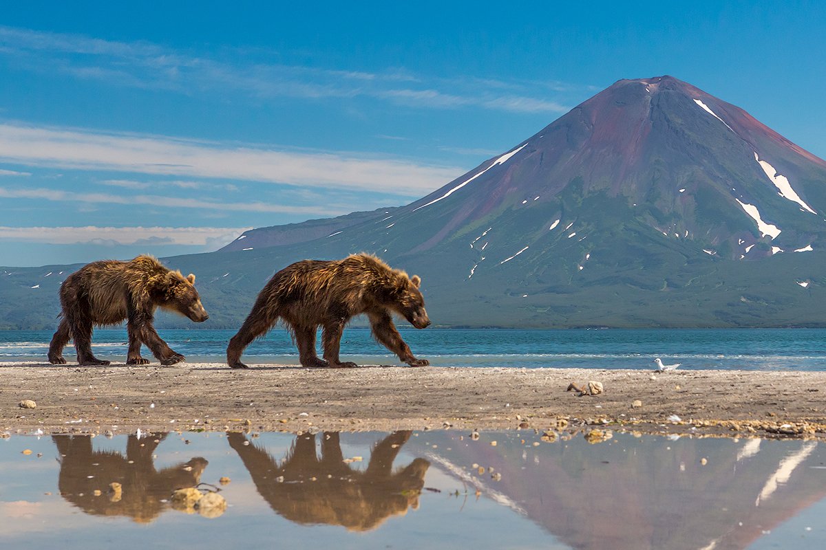 камчатка, вулкан, пейзаж, путешествие, лето, фототур, медведь, Денис Будьков