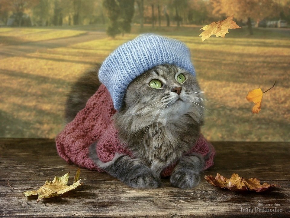 домашние животные, кошка Масяня, портрет, модель, осень, листопад, Ирина Приходько