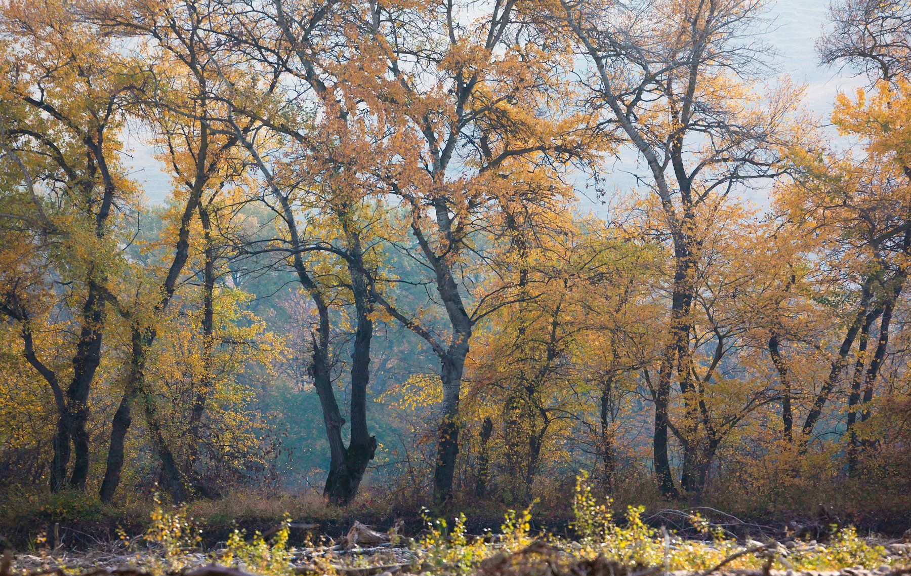 осень,деревья,день,пейзаж, Marat Magov