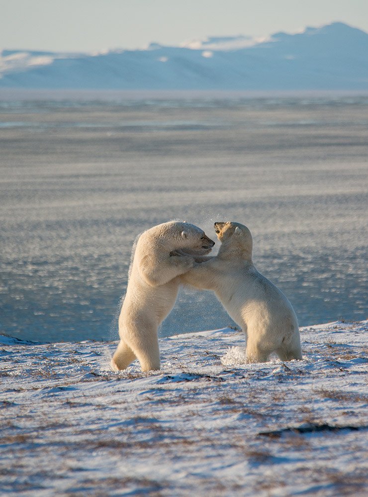 чукотка арктика море медведь белый полярный морской мыс кожевникова, Максим Деминов