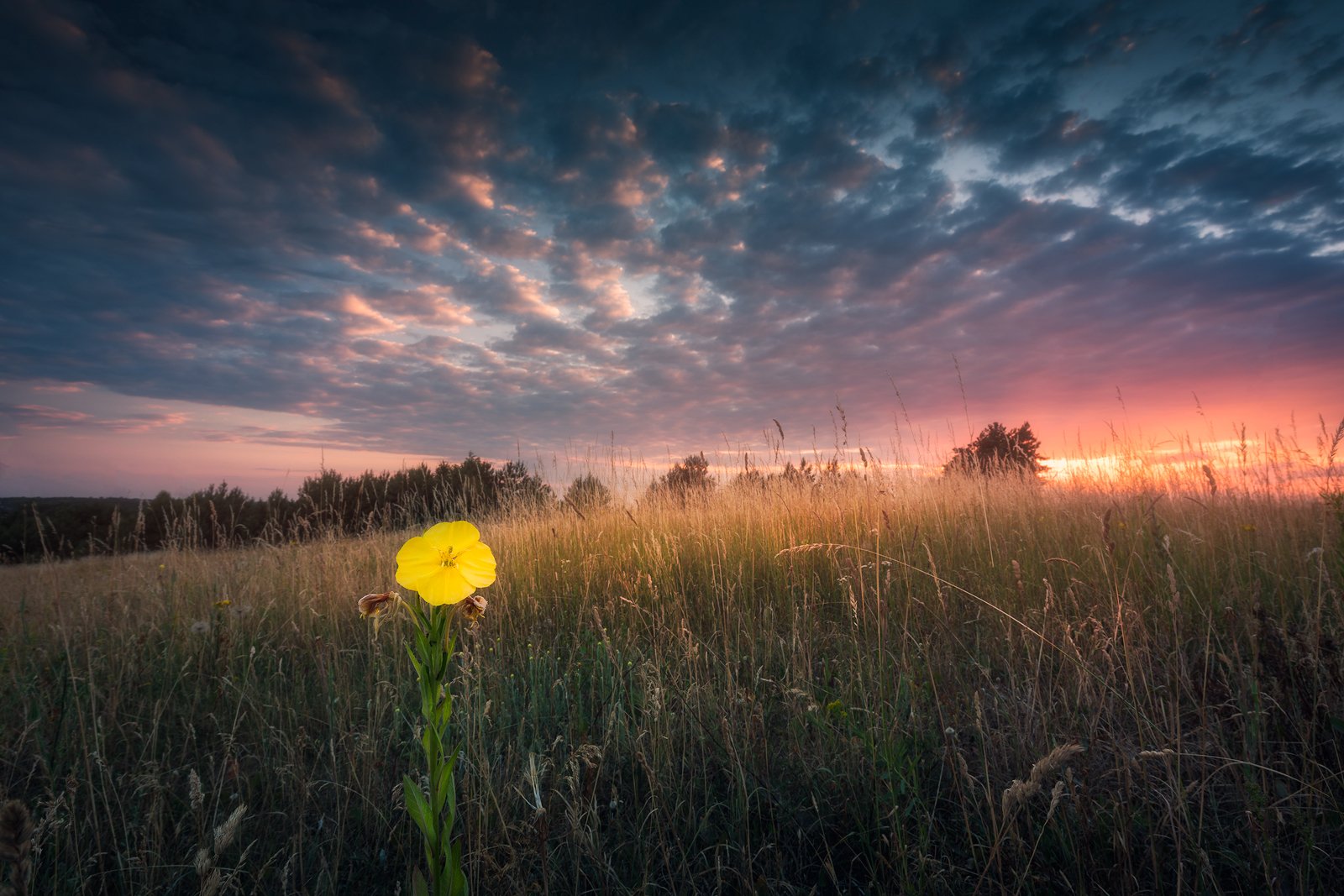 wildflower meadow sunstar sun sky clouds colours mood, Maciej Warchoł