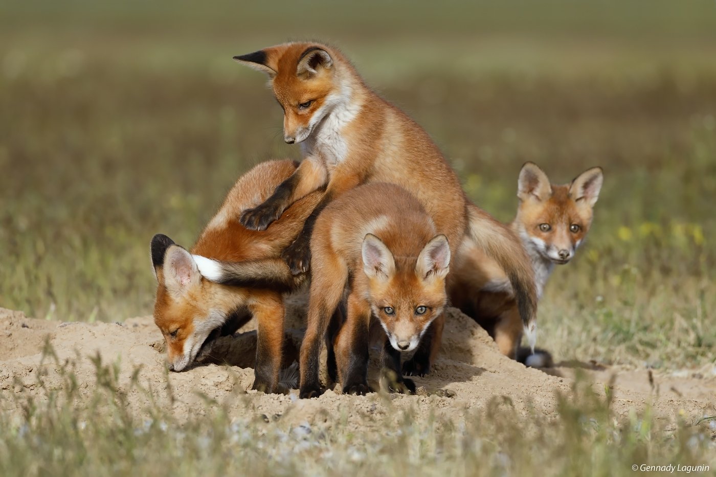 little fox, лисята, fox, лиса, Геннадий Лагунин