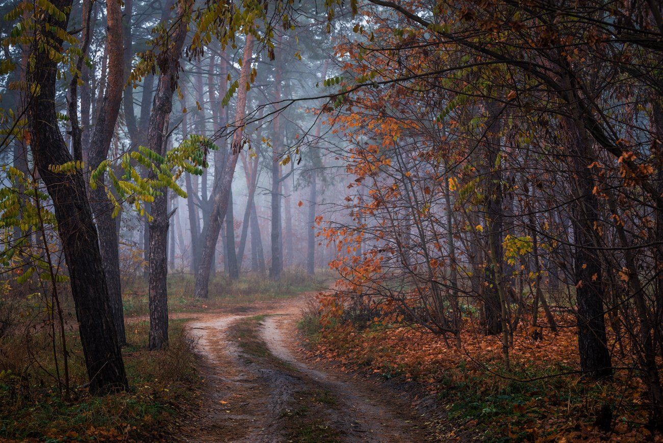 лес, осень, ноябрь, туман, Галанзовская Оксана