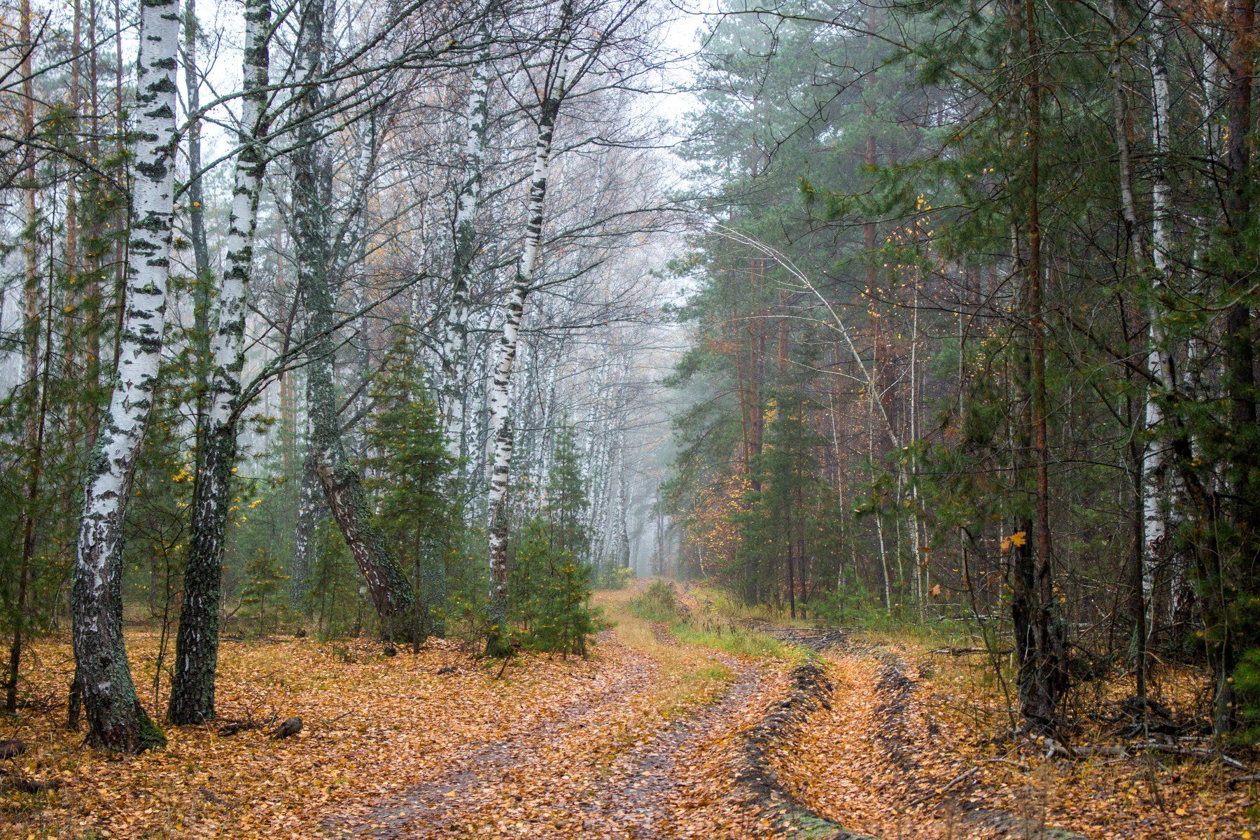 лес, заповедник, осень, туман, Руслан Востриков