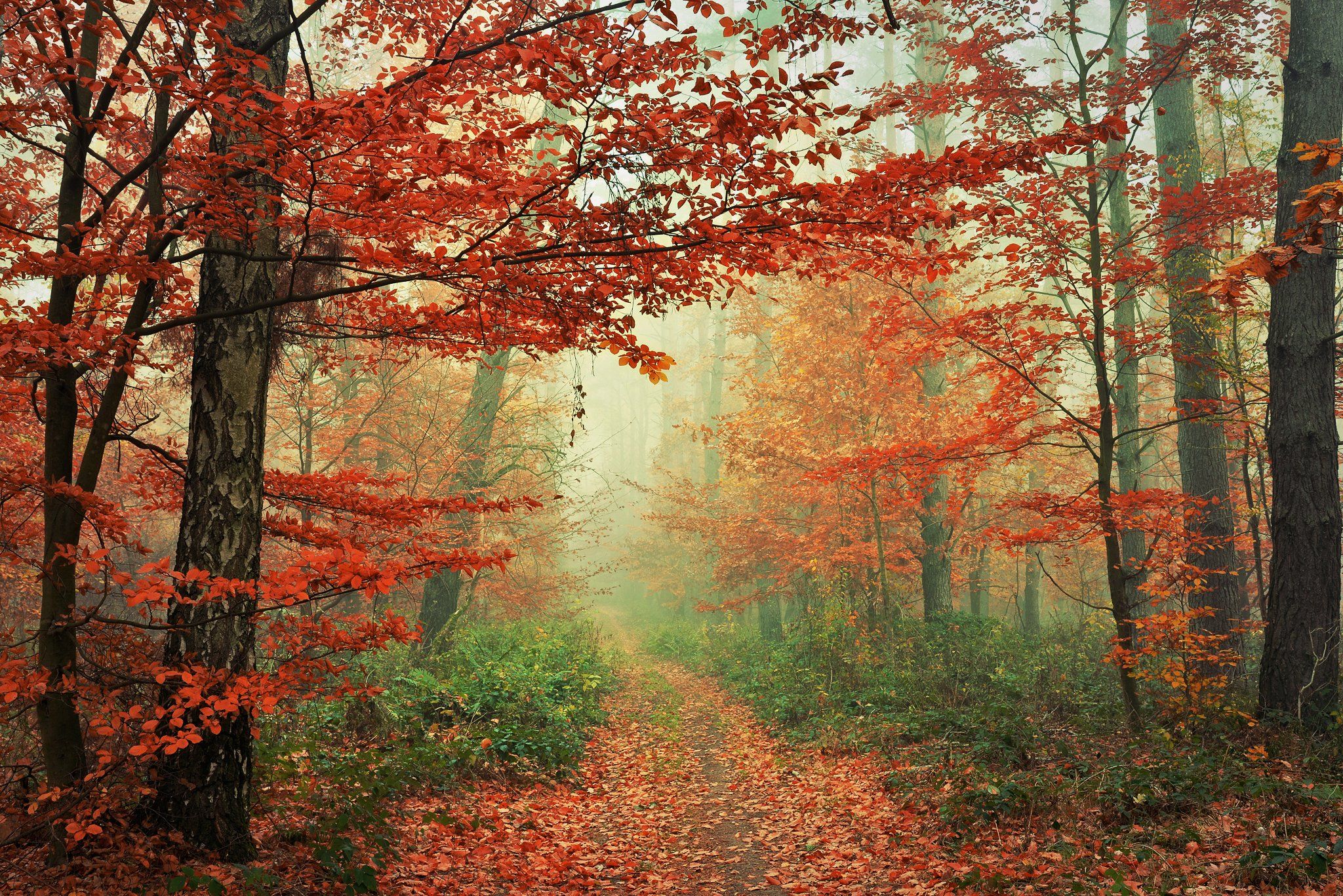 red forest trees magic mist path foggy road las dranikowski fall autumn walk, Radoslaw Dranikowski