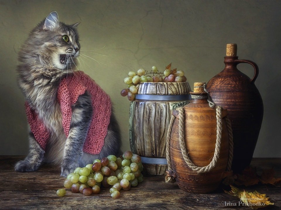 художественное фото, домашние животные, котонатюрморт, кошка Масяня, виноград, осенний натюрморт, Ирина Приходько