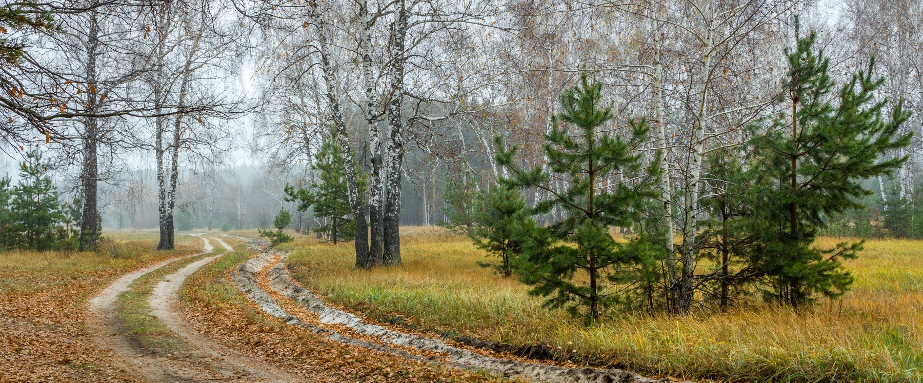 лес, дорога, осень, туман, заповедник, Руслан Востриков