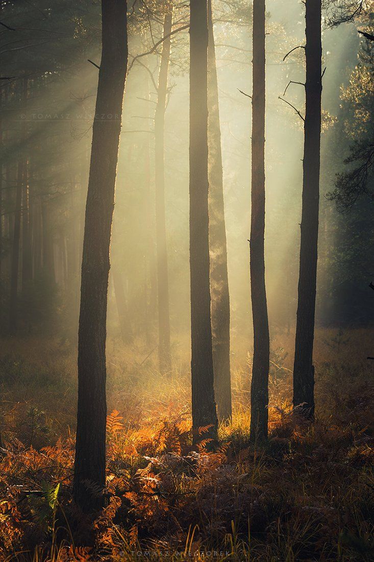 forest, poland, polish, landscape, mushroom, trees, light, awesome, shadows, fog, mist, beautiful, breathe, autumn, Tomasz Wieczorek