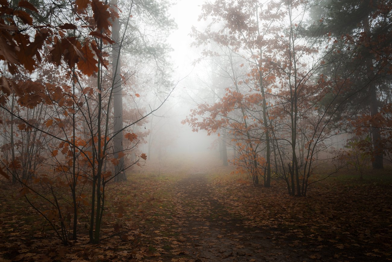 лес, осень, ноябрь, туман, белый, Галанзовская Оксана
