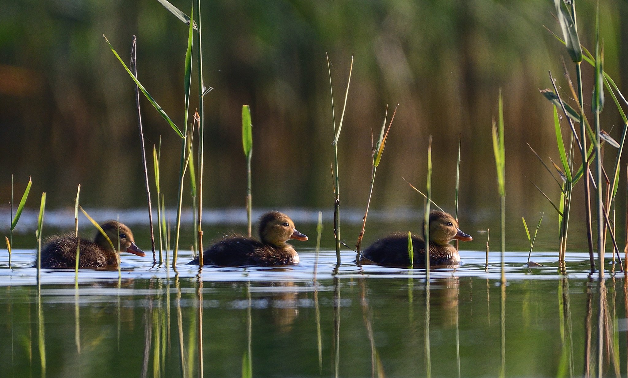 bird, duck, water, lake, reed, green, little, Димитър Русев