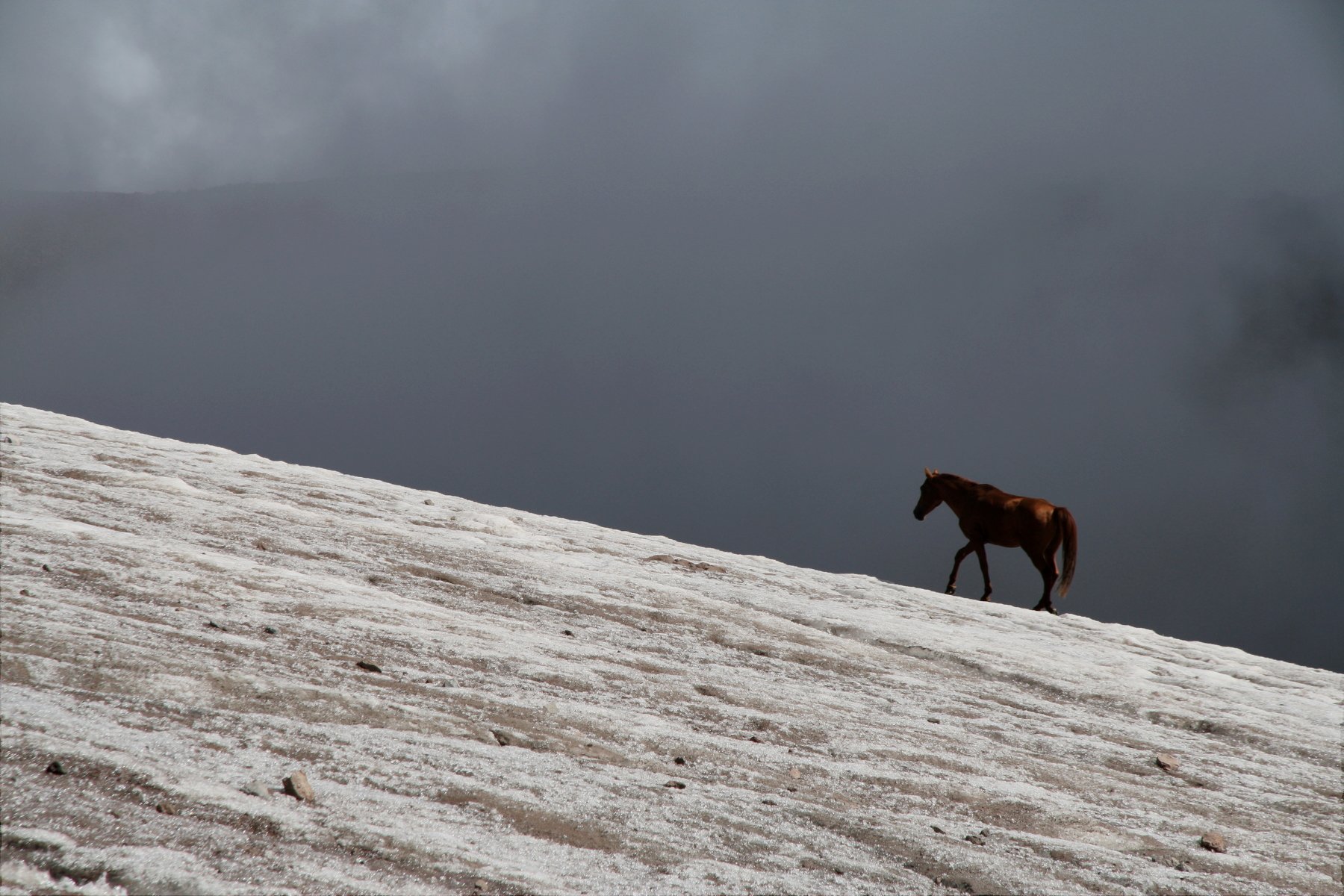 лошадь, ледник, горы, казбек, грузия, horse, glacier, mountains, kazbek, georgia, альпинизм, mountaineering, Serg Pechenizhskiy