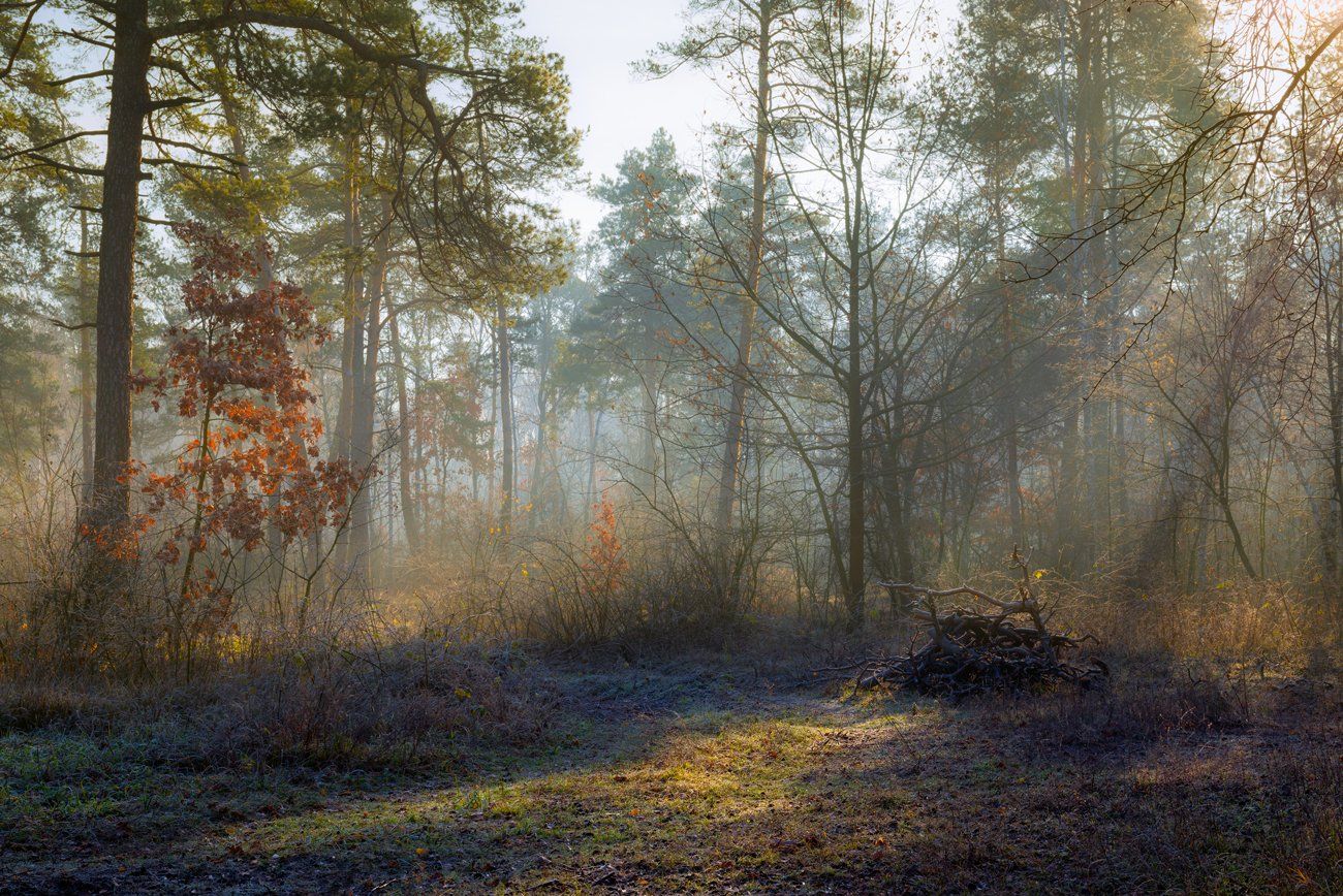 лес, осень, ноябрь, туман, свет, лучи, Галанзовская Оксана