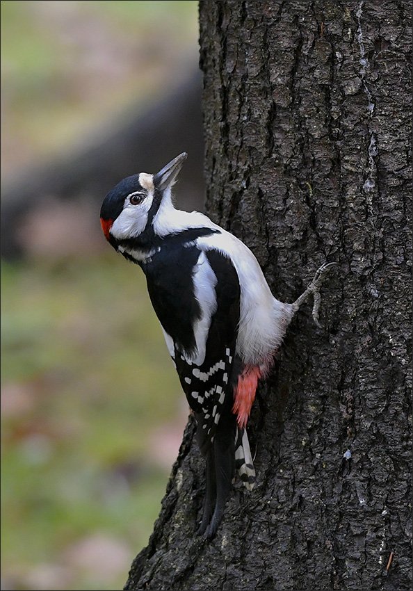 дятел, Андрей Медведев