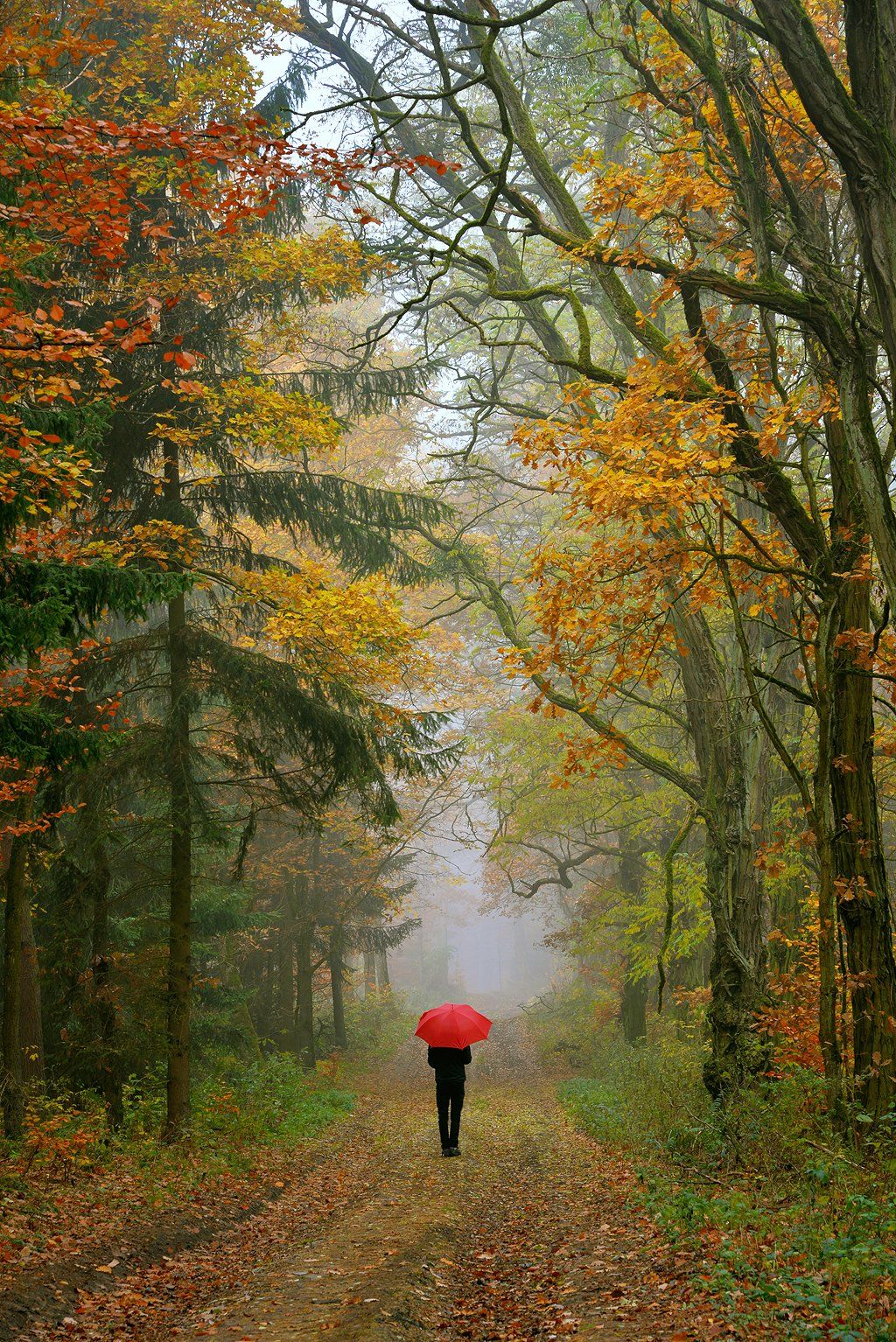 autumn walk fall magic trees path mist foggy dranikowski forest alone, Radoslaw Dranikowski