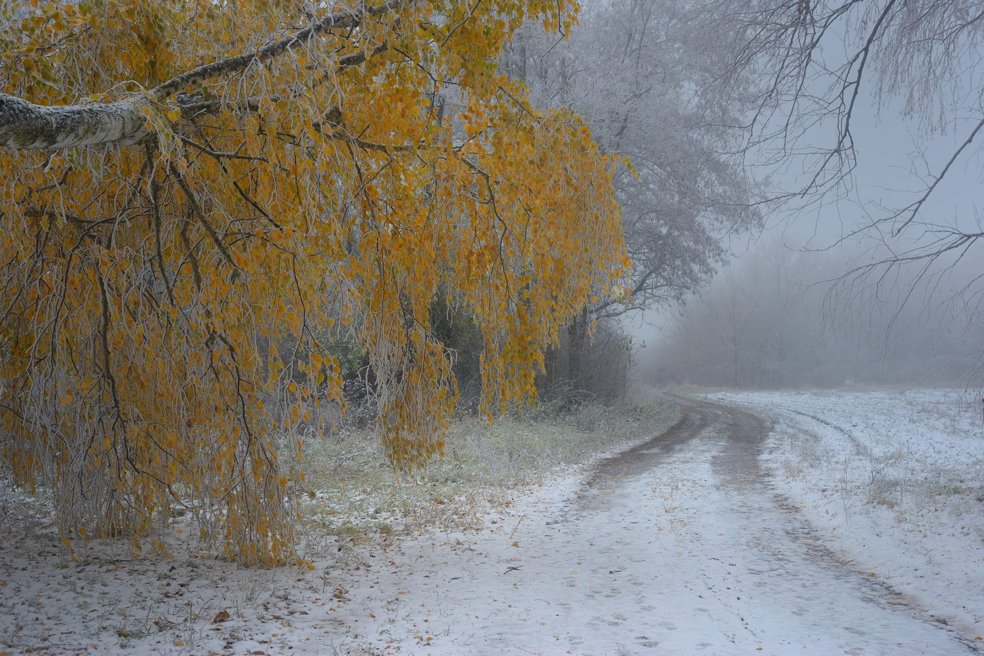 осень лес деревья листья туман, Александр Жарников