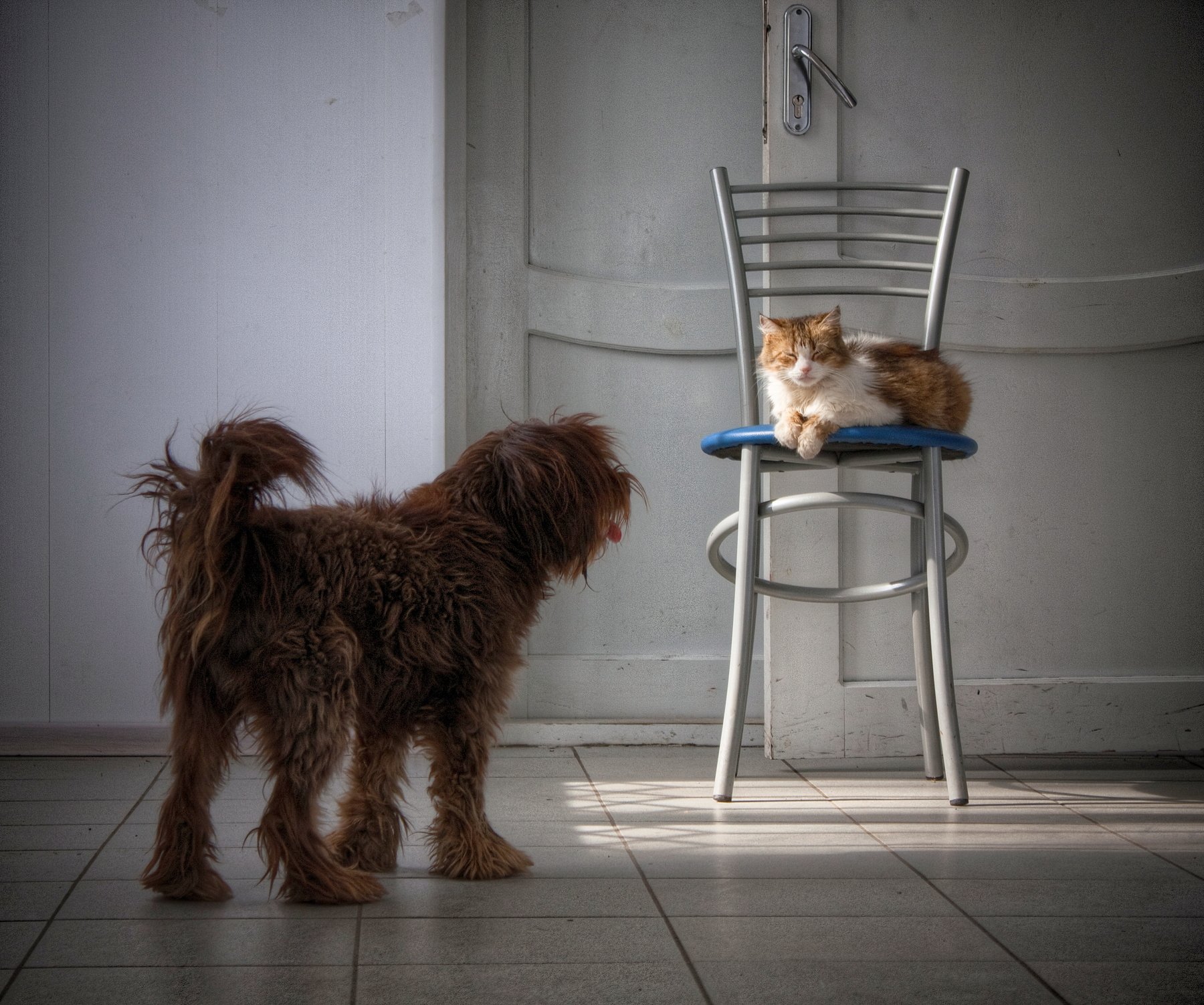 кот, собака, кошка, стул, сон, коты, Vladimir Kedrov
