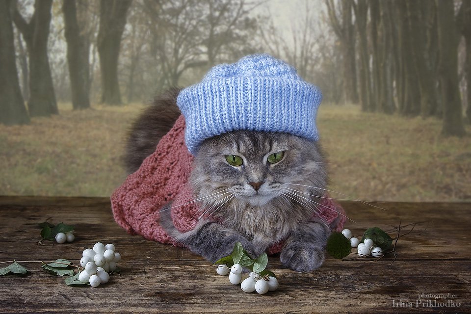 домашние животные, кошка Масяня, осень, теплая одежда, Ирина Приходько
