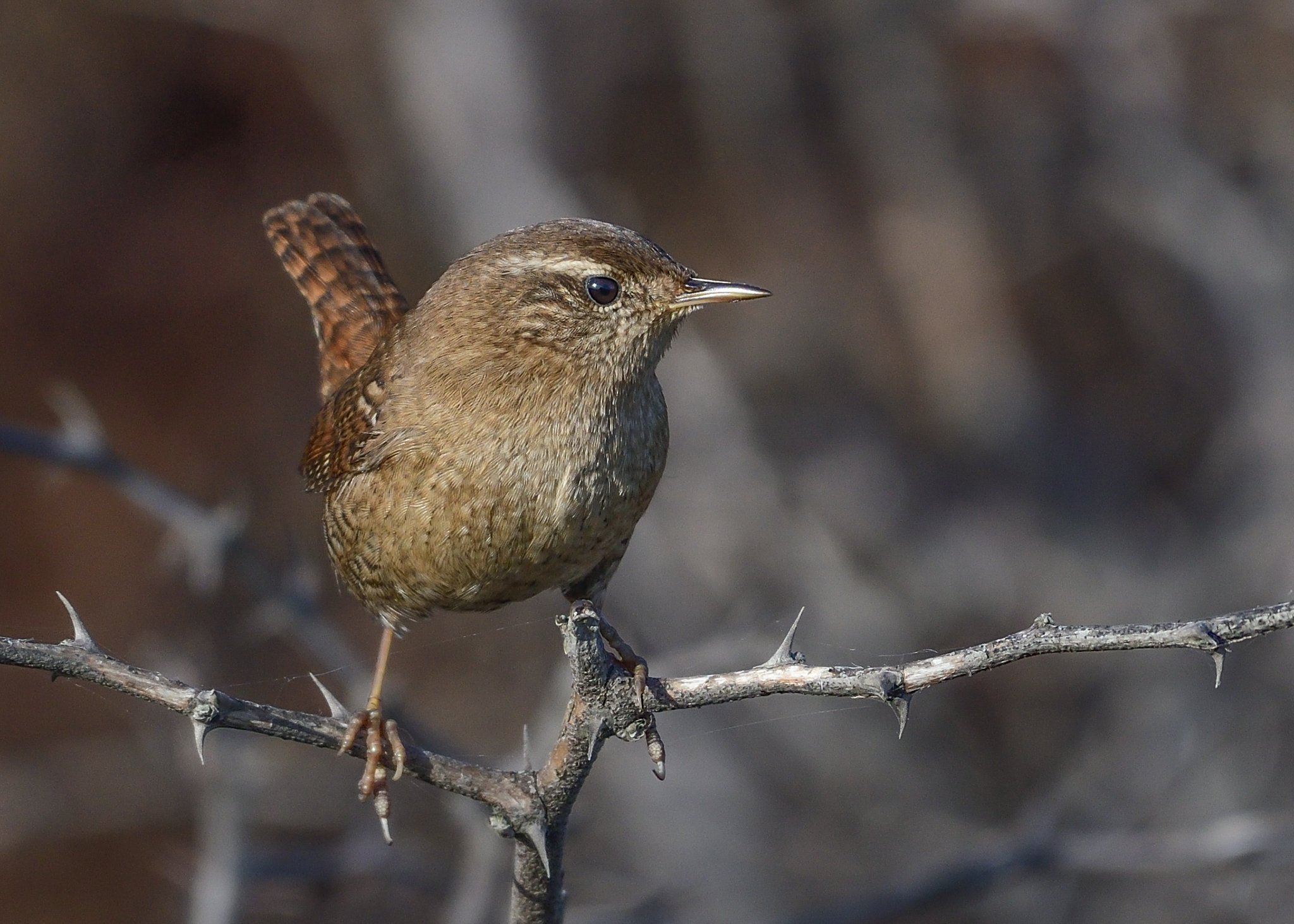 bird, birds, wren, small, feathers, wings, bird watching, birding, Димитър Русев