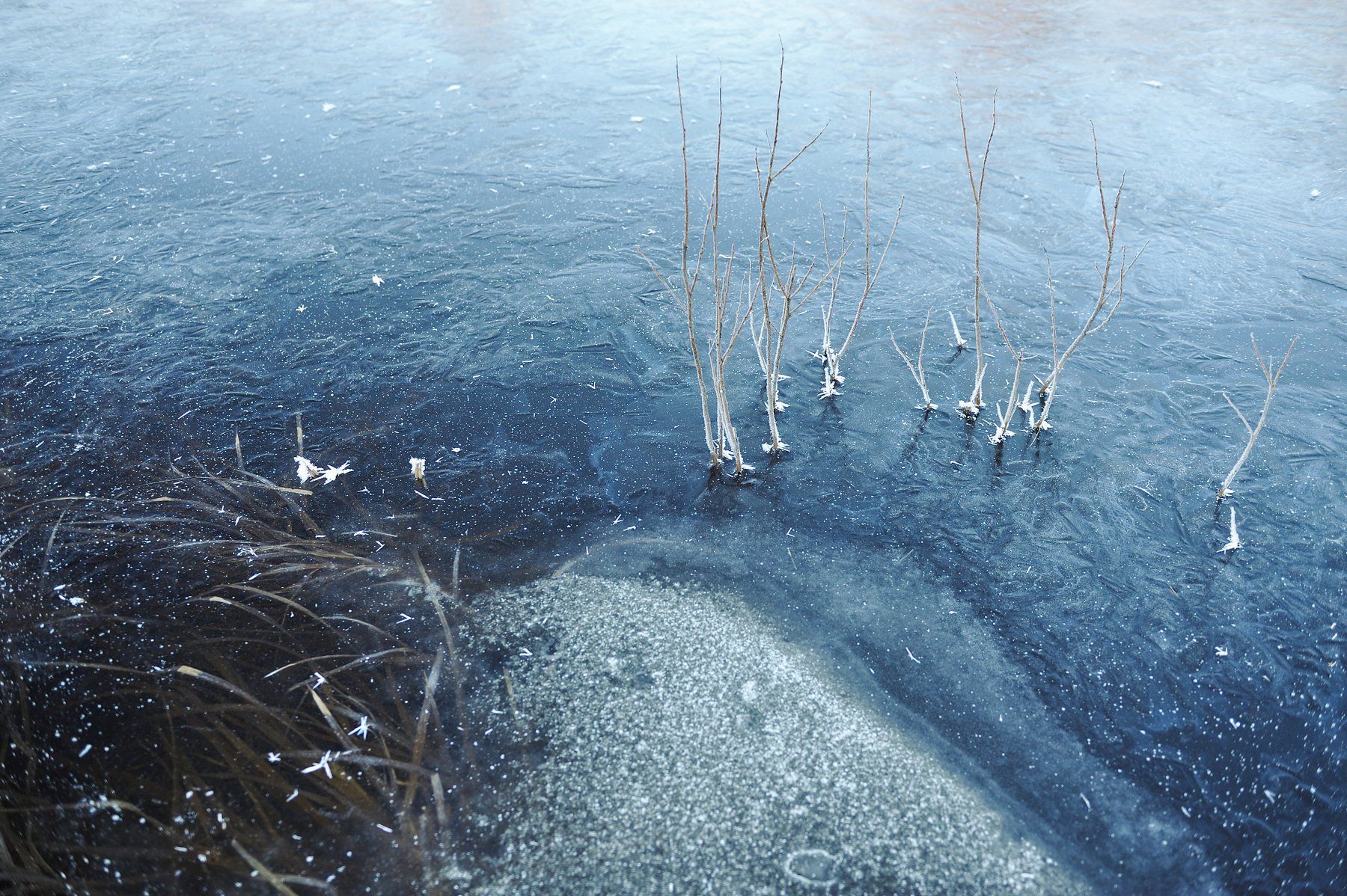 природа вода водоем озеро пруд растение растительность узор абстракция паттерн текстура воздух пузырьки толща лед мороз зима осень, Григорий Пиль
