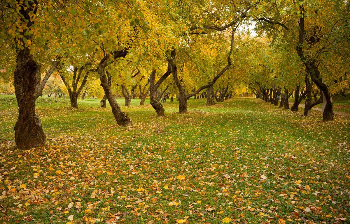 осень, парк, коломенское, Nikolai (locus)