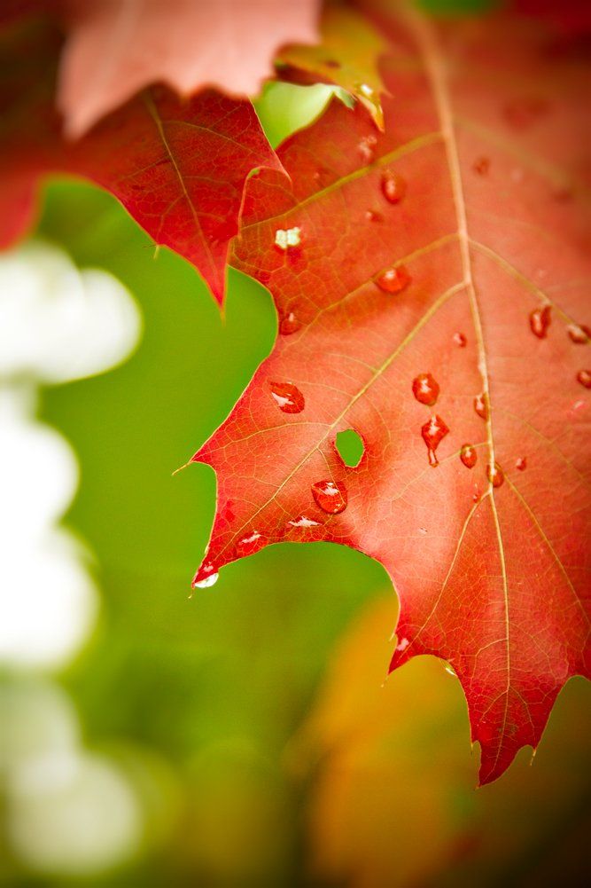 leaf, red, green, fall, raindrops, Zdravko