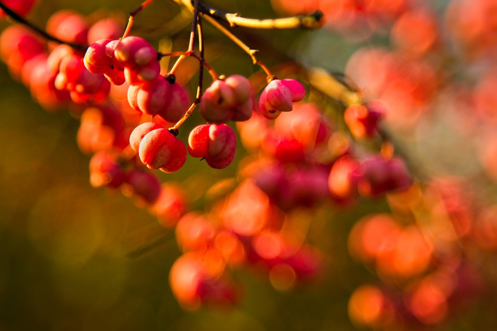 plant, red, sunset, bokeh, autumn, Zdravko