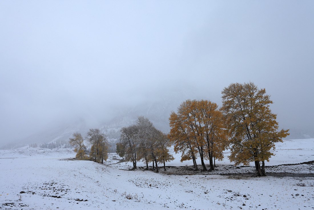 пейзаж, природа, алтай, осень, снег, метель, горы, Sokolova Tatiana
