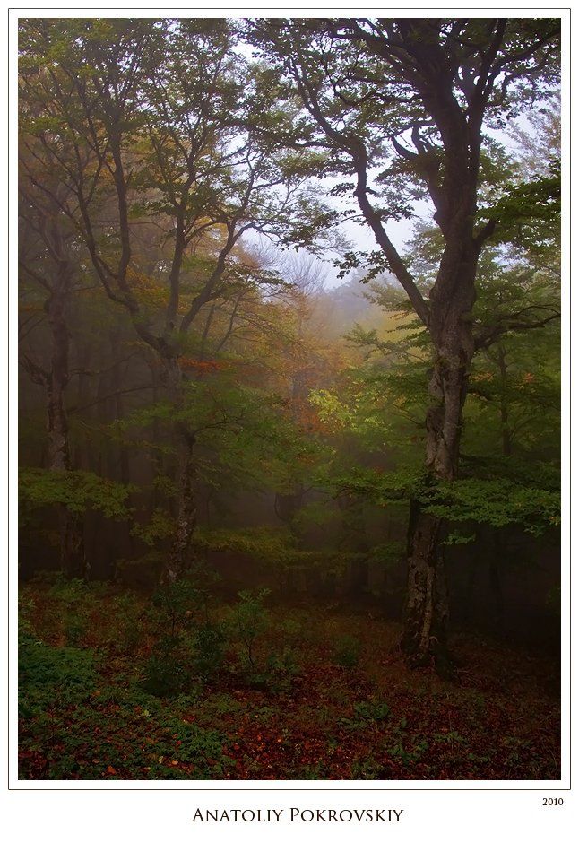 анатолий покровский, лес, дерево, бук, туман, демерджи, Анатолий Покровский
