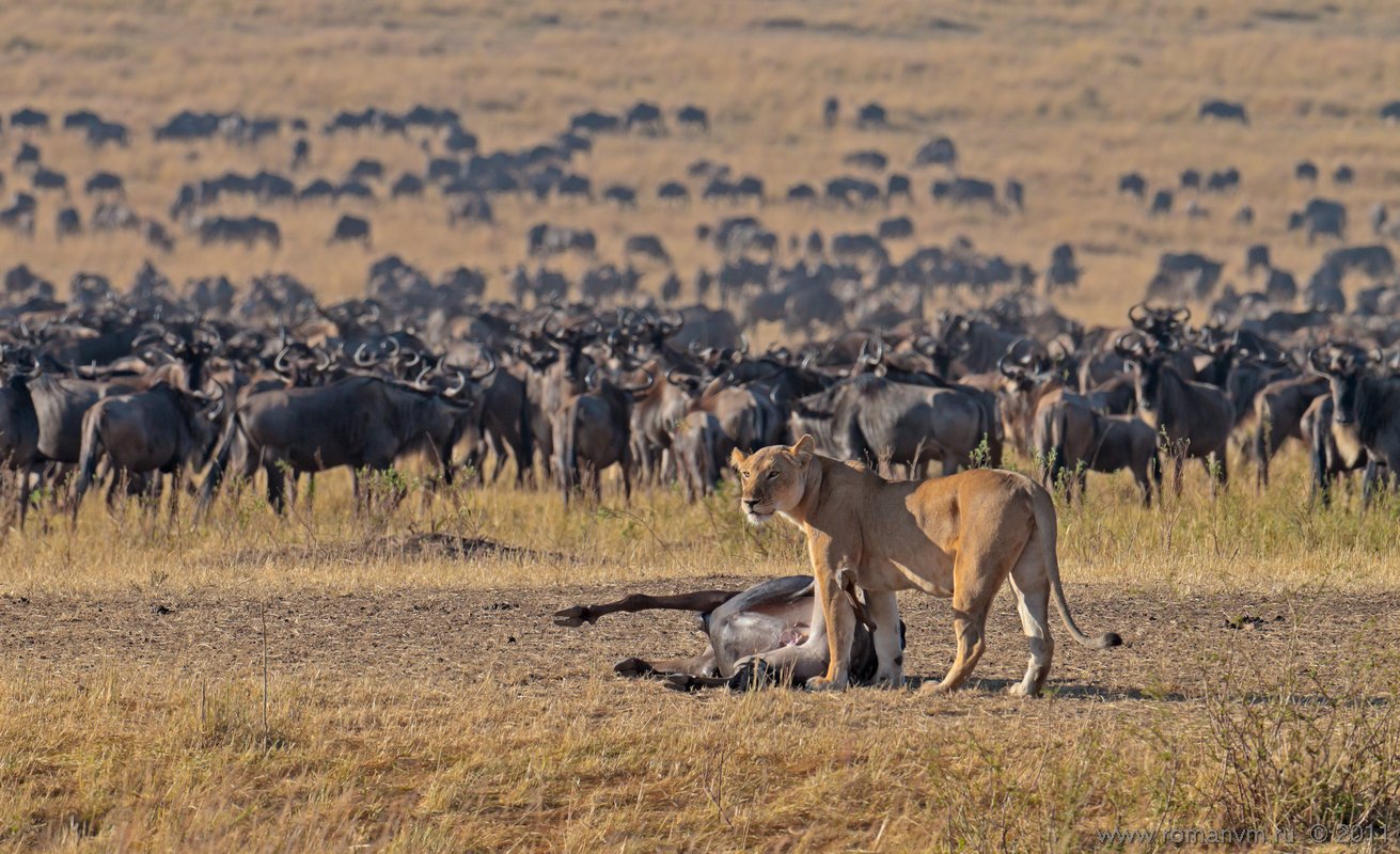 африка, кения, тран-мара, антилопа гну, лев, Роман Мурушкин